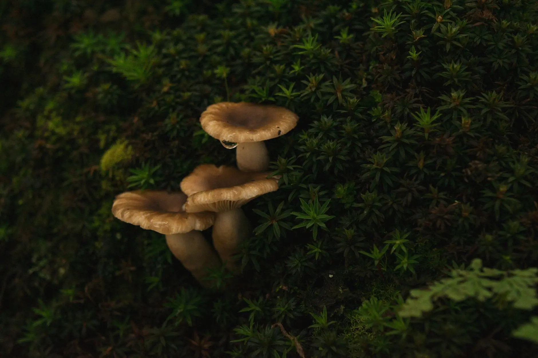 淀粉基母粒在生物降解膜生产中的应用方案与成本优化