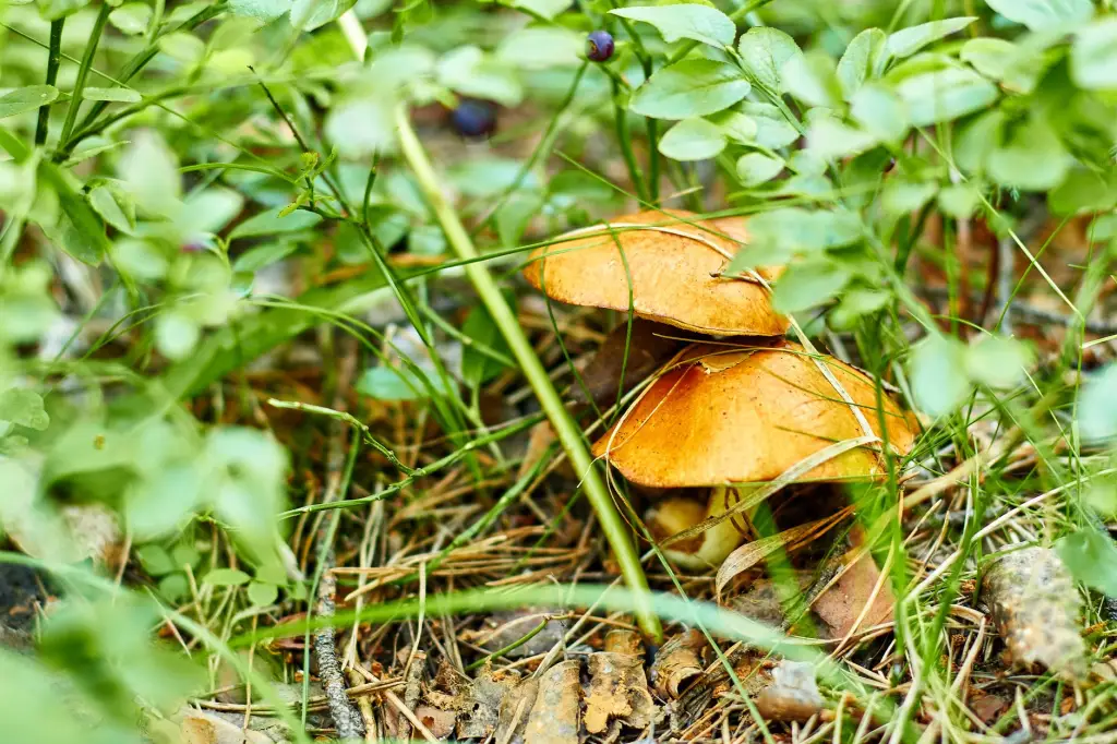 2025年生物降解膜产品价格趋势与全降解包装采购策略