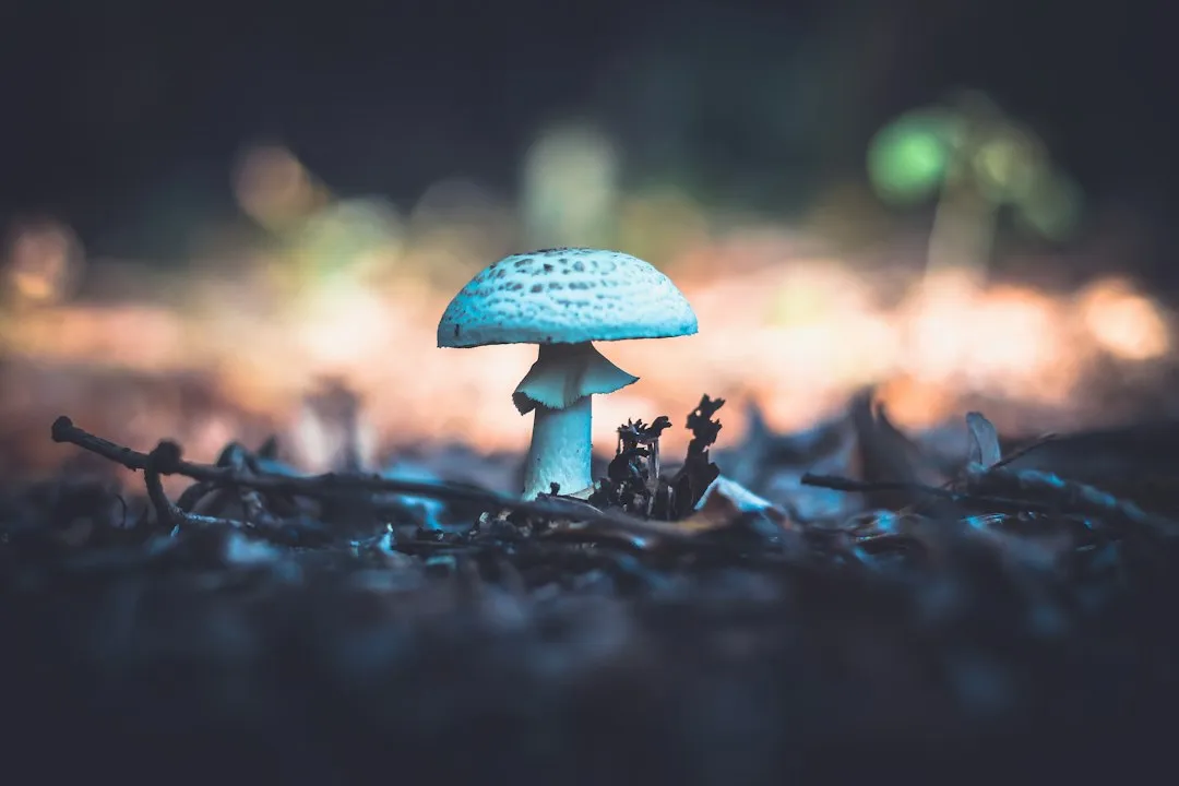 广东龙塑全降解塑料袋产品中心：淀粉基母粒与生物降解膜技术解析正文配图 2